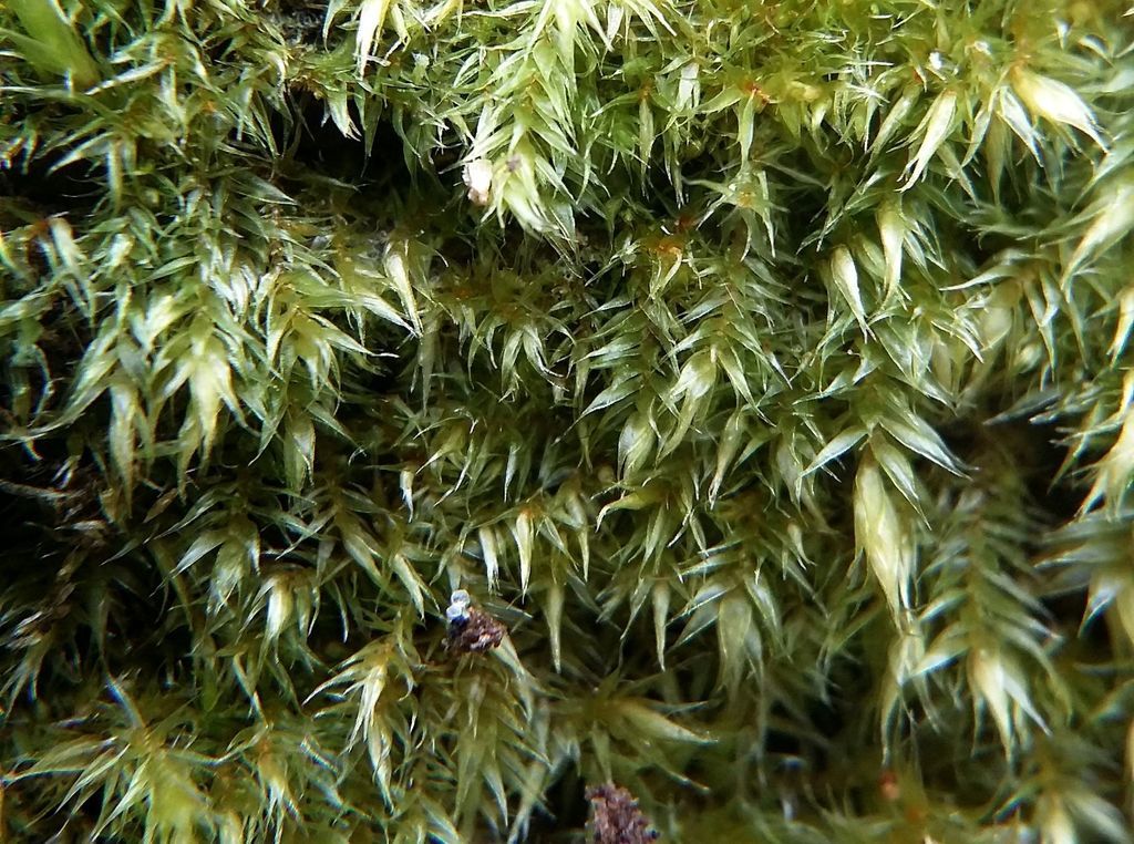 Bark Signal-moss