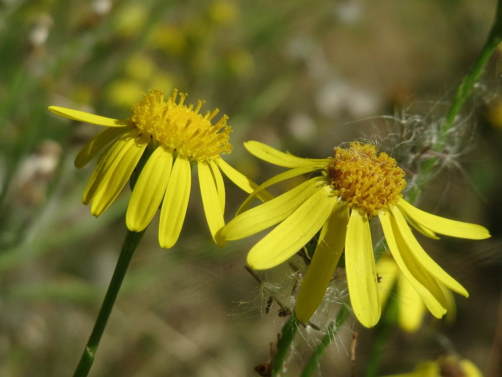 Narrow-leaved Ragwort