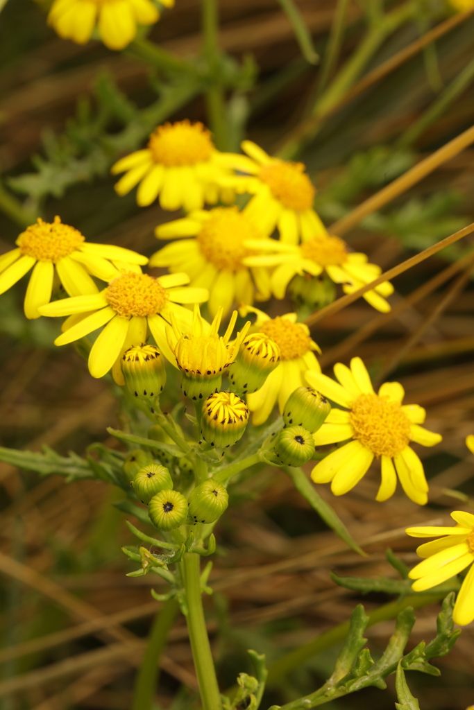 Oxford Ragwort