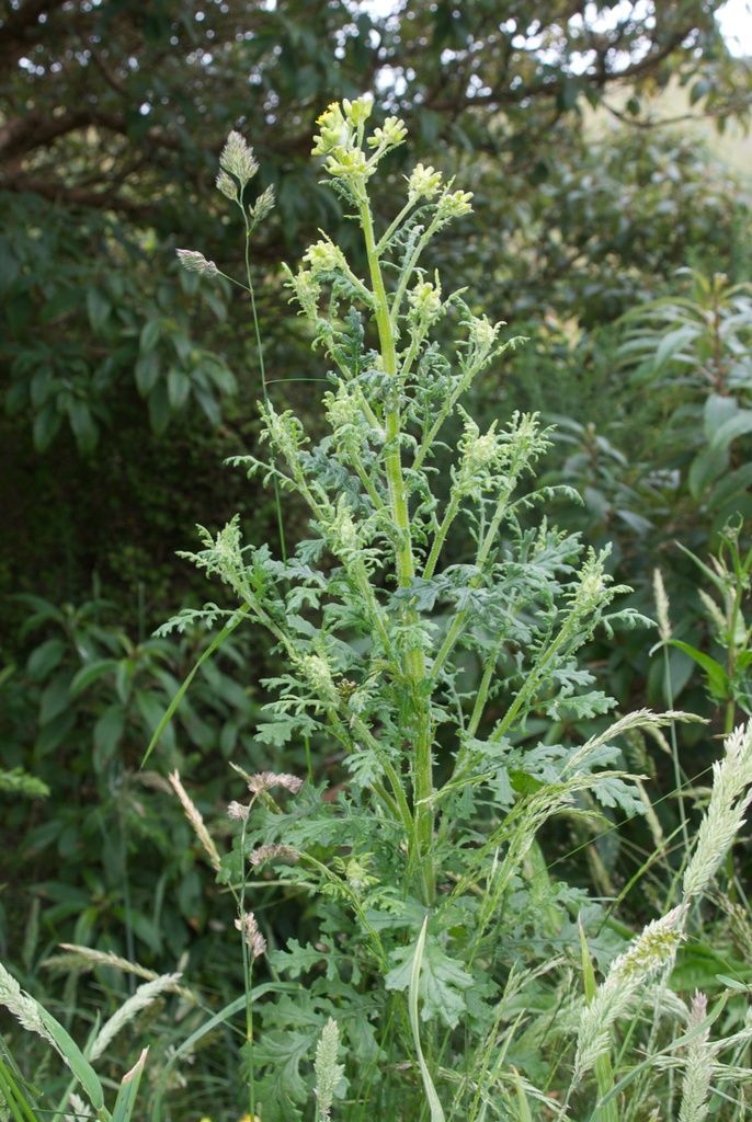 Heath Groundsel
