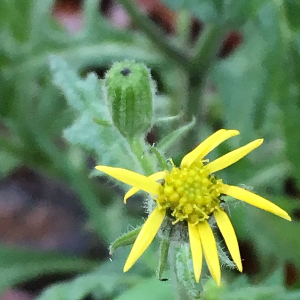 Sticky Groundsel