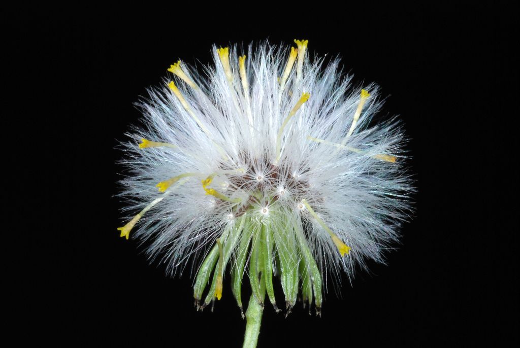 Groundsel