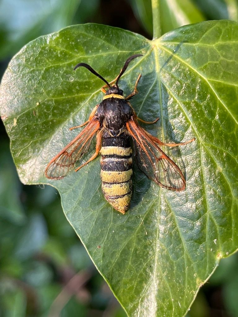 Lunar Hornet Moth