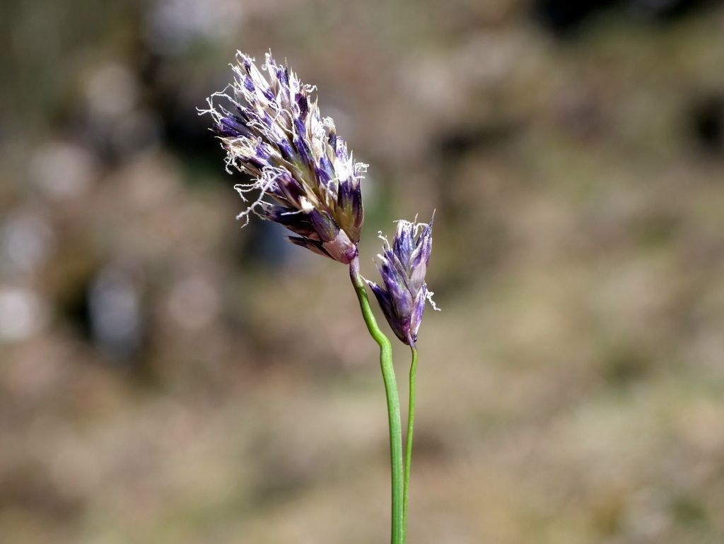 Blue Moor-grass