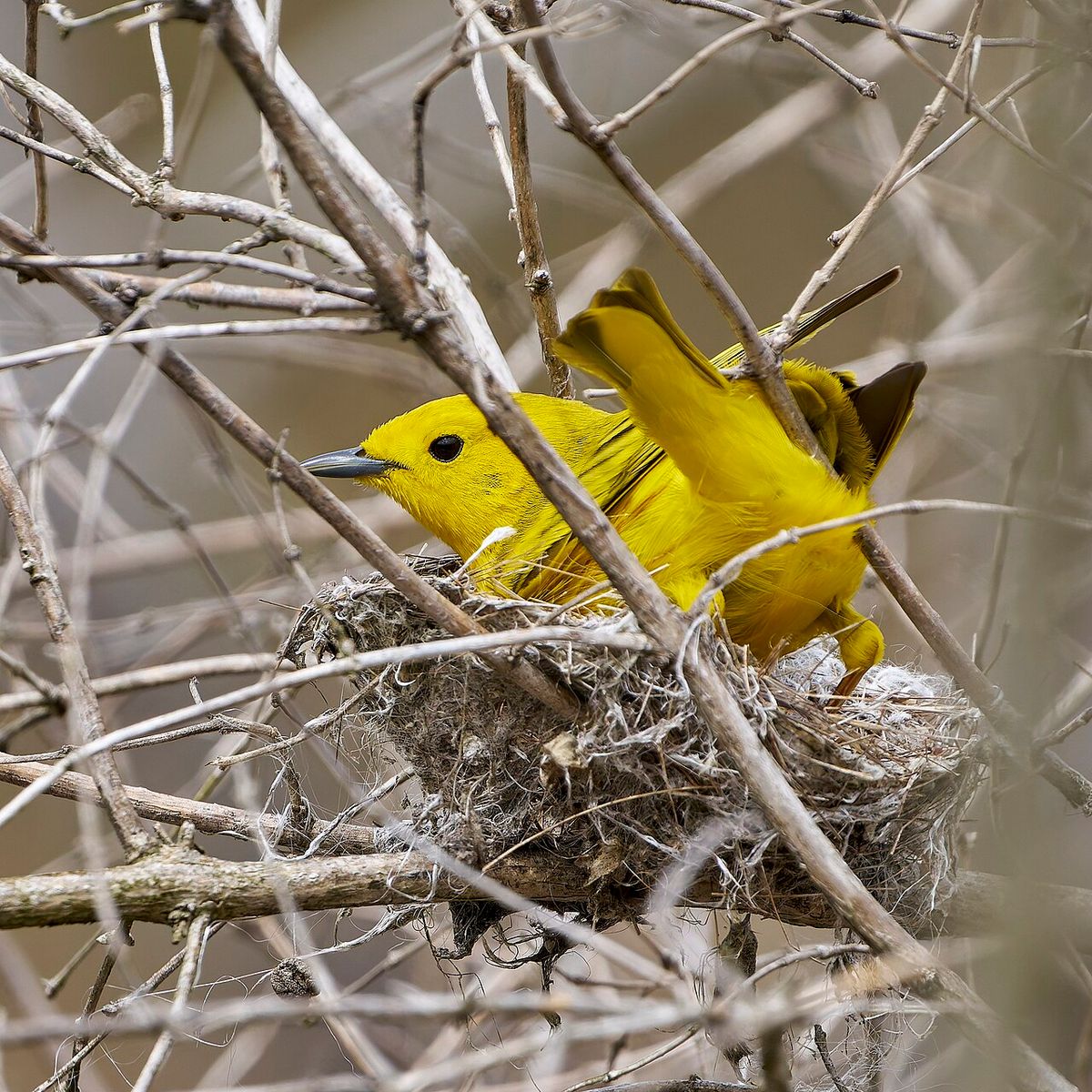 Northern Yellow Warbler
