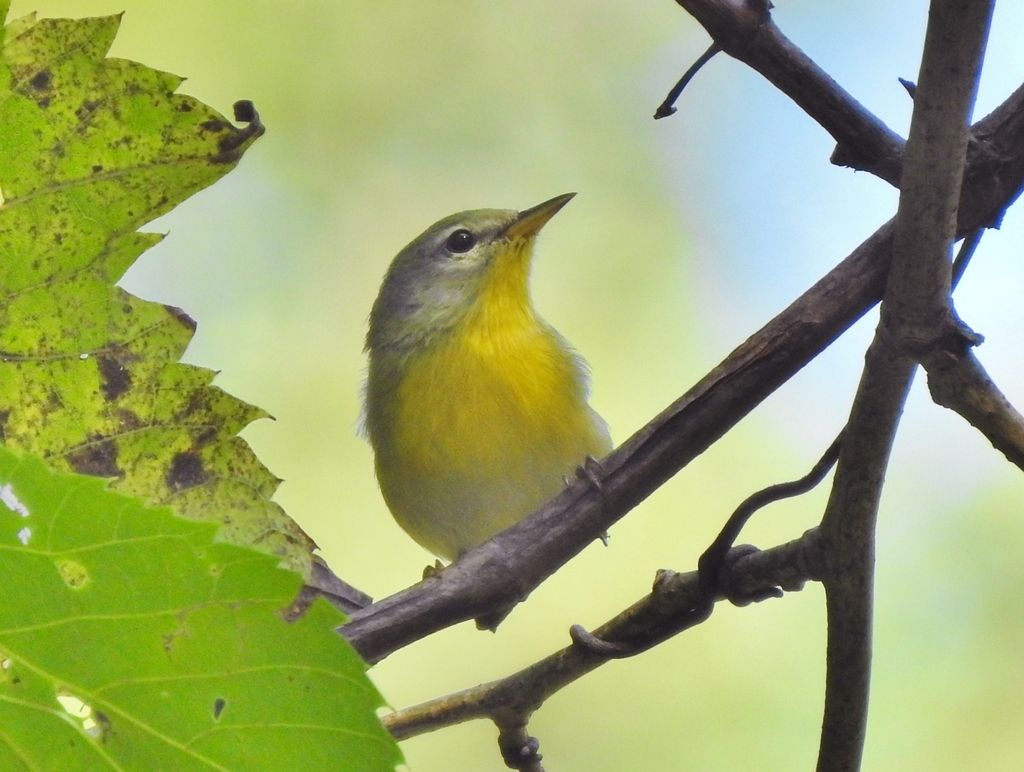 Northern Parula