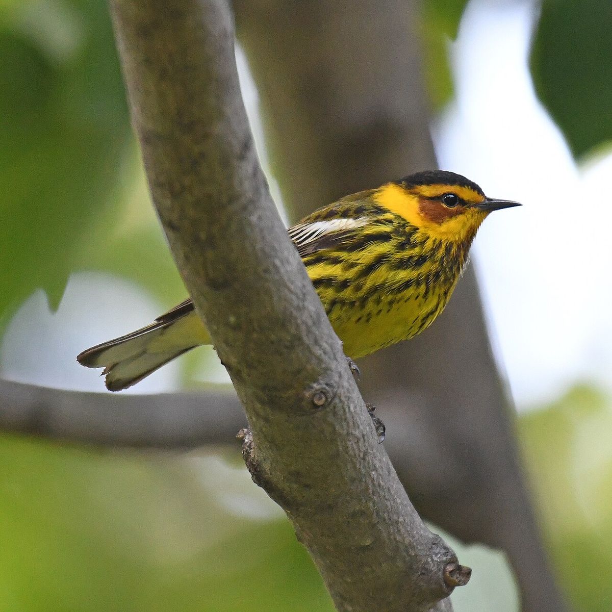 Cape May Warbler