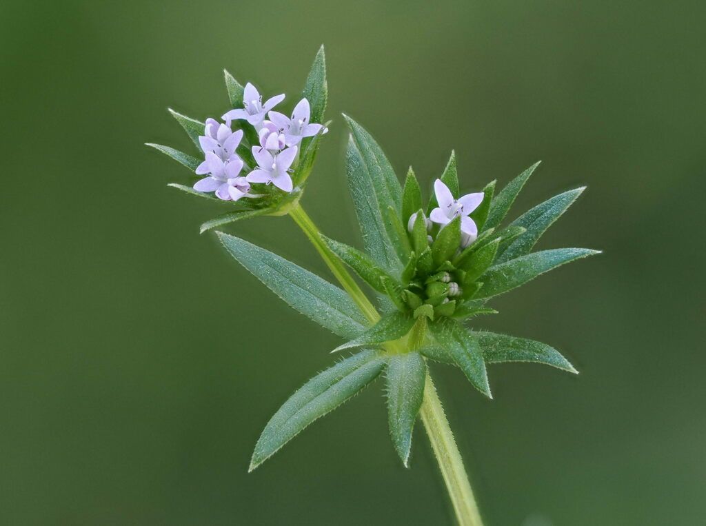Field Madder