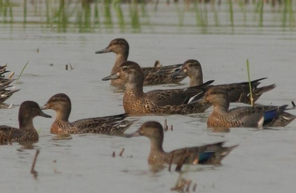 Baikal Teal