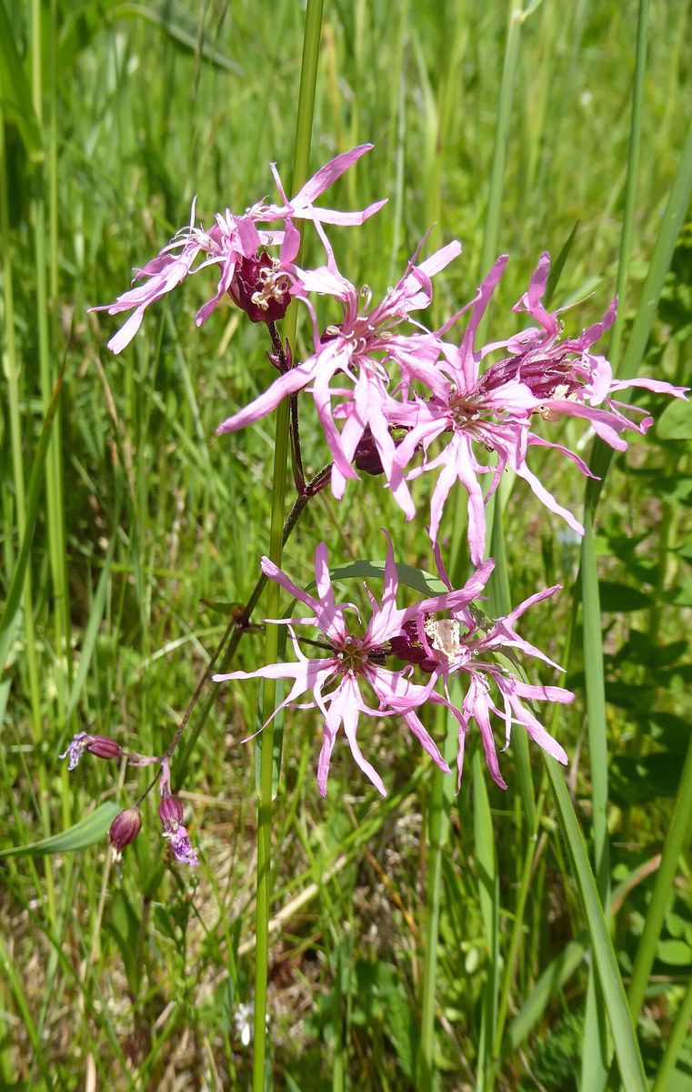 Ragged-Robin