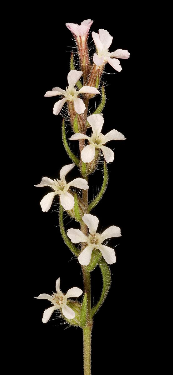 Small-flowered Catchfly