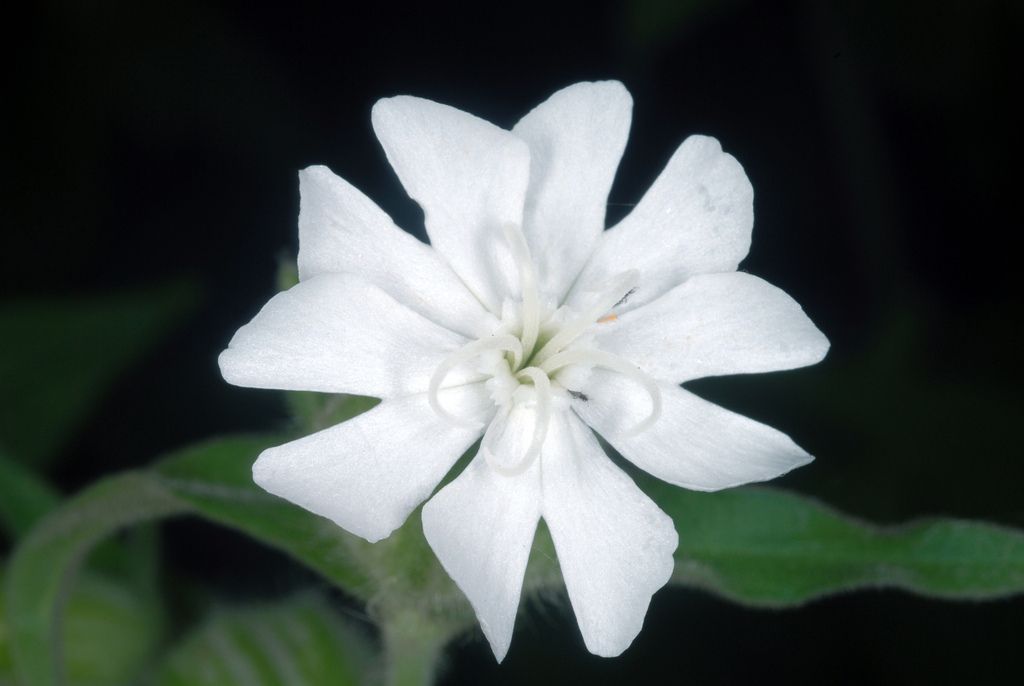 White Campion