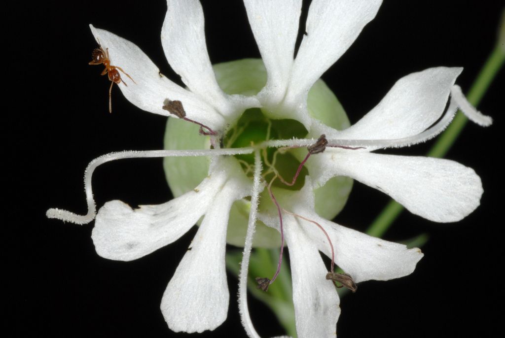 Bladder Campion