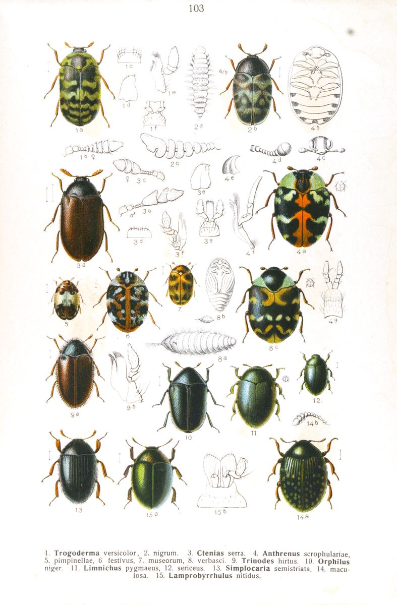 Common Carpet Beetle