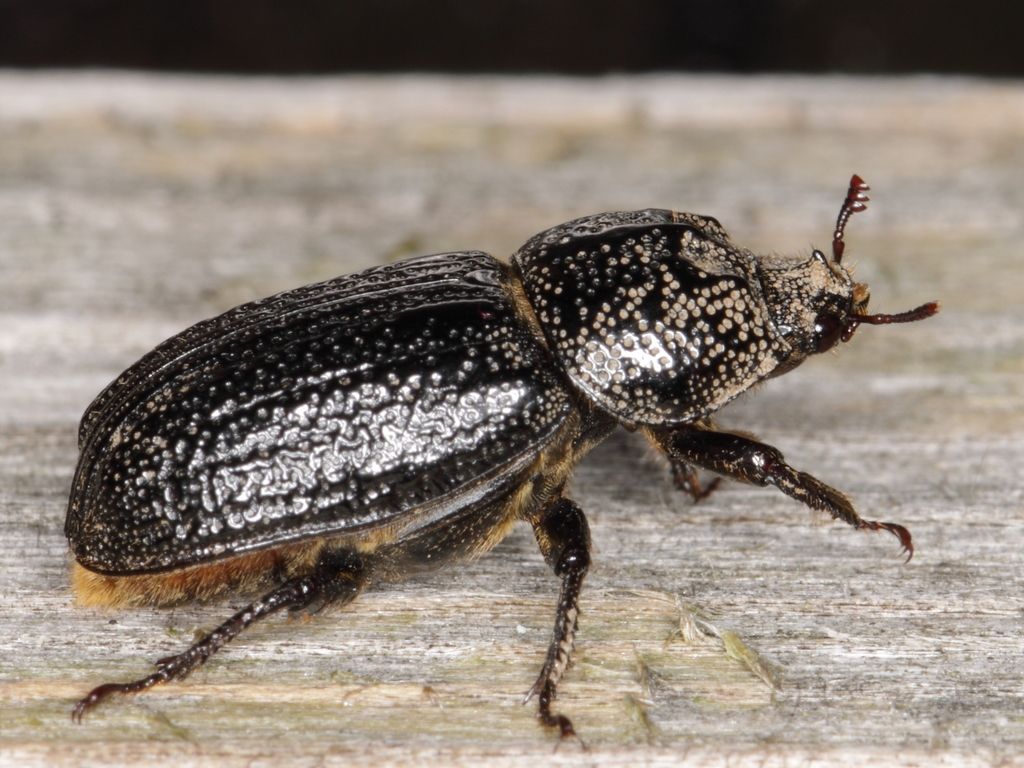 Rhinoceros Beetle