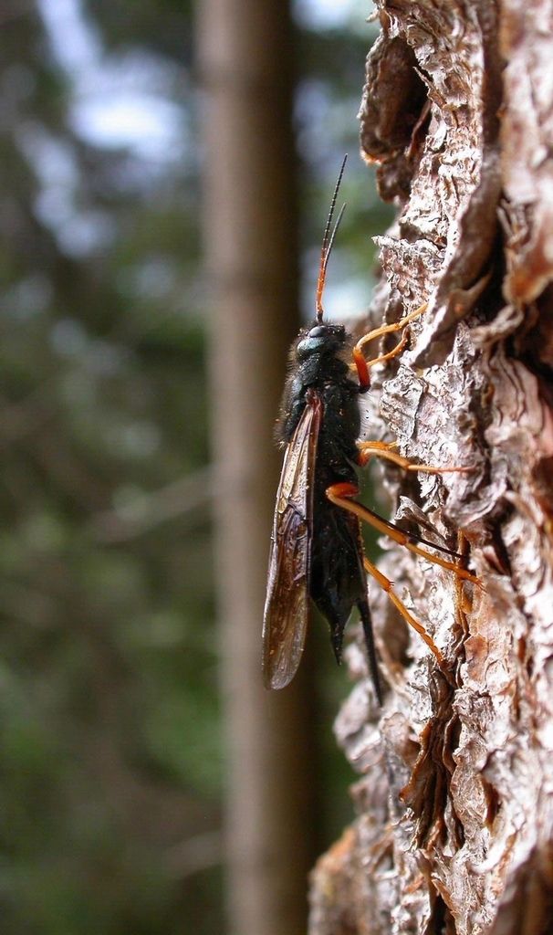 Bull Woodwasp