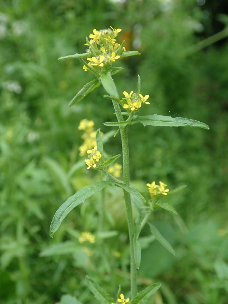 Hedge Mustard