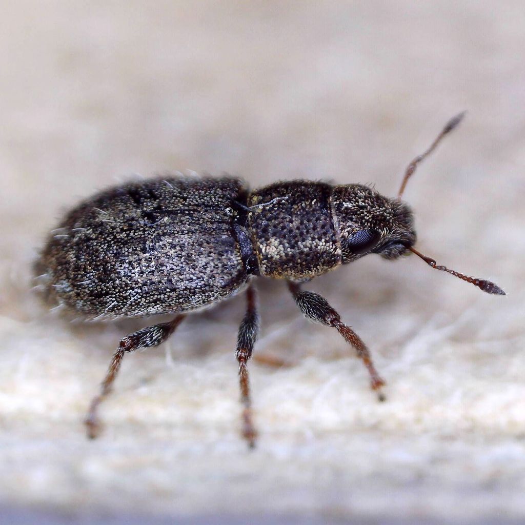 Clover-root Weevil
