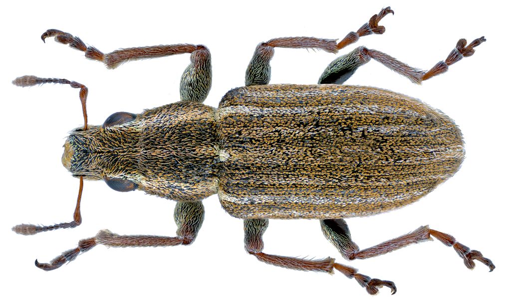 Pea-leaf Weevil