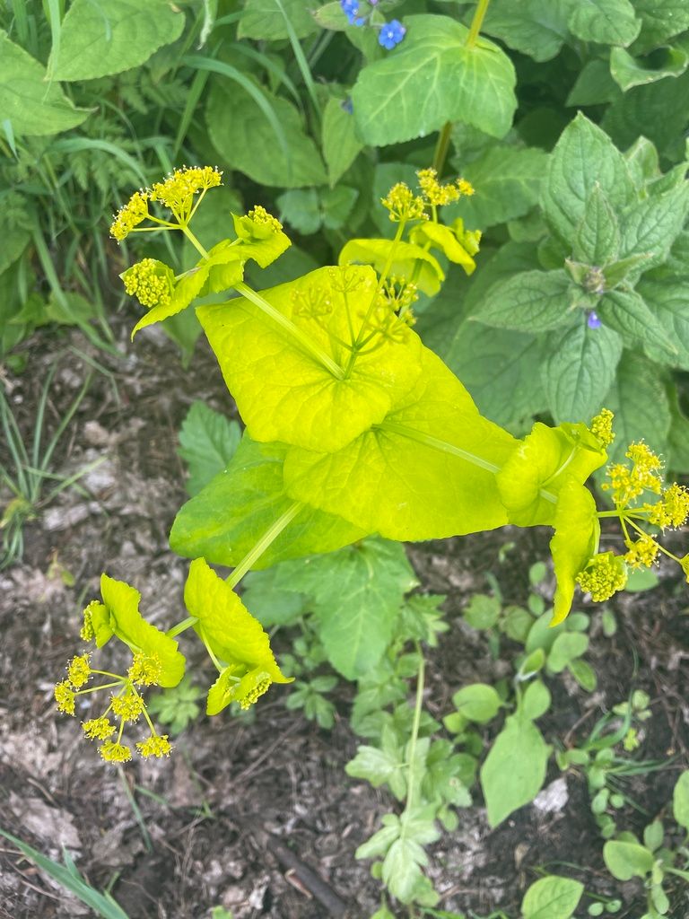 Perfoliate Alexanders