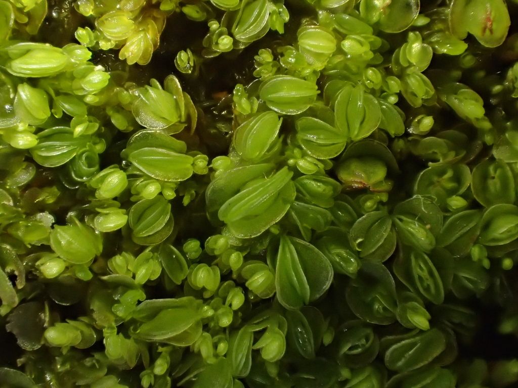 Crenulated Flapwort