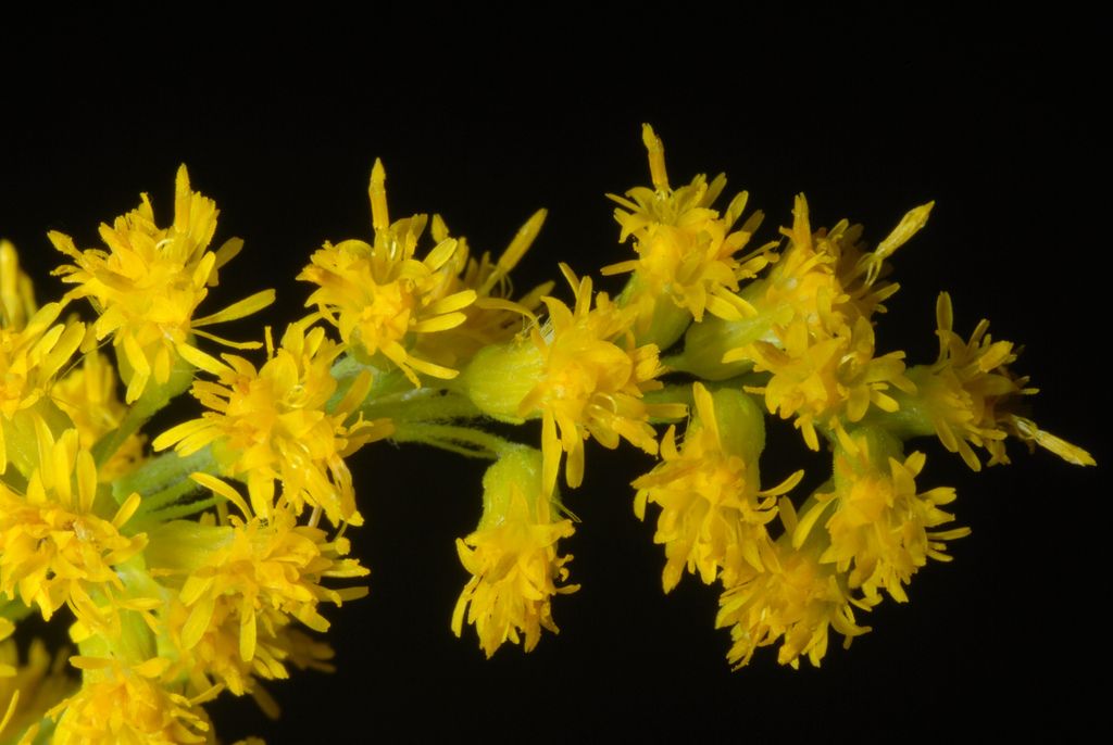 Canadian Goldenrod