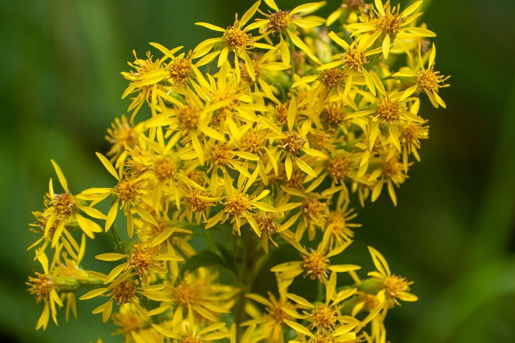Goldenrod
