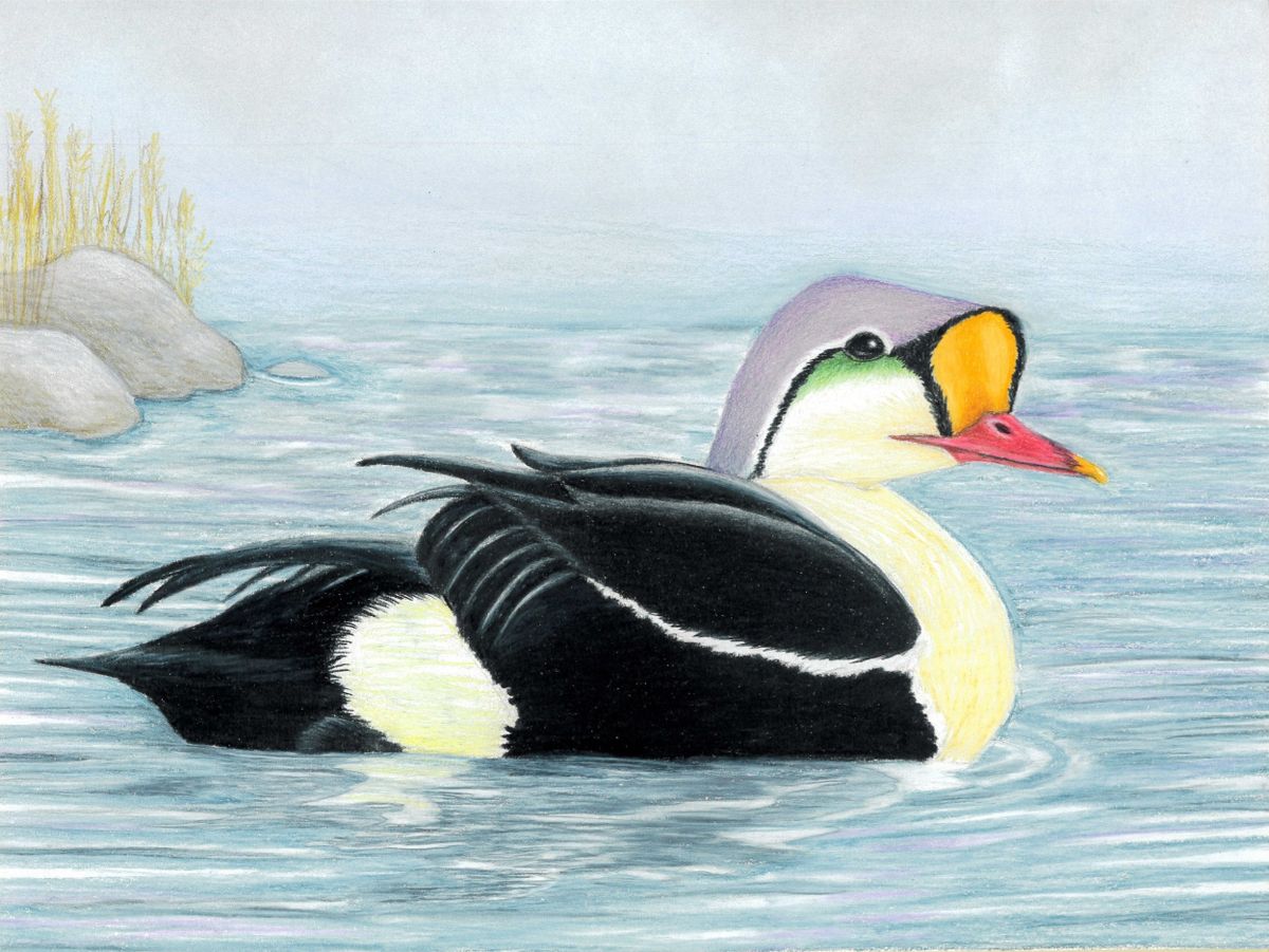 King Eider