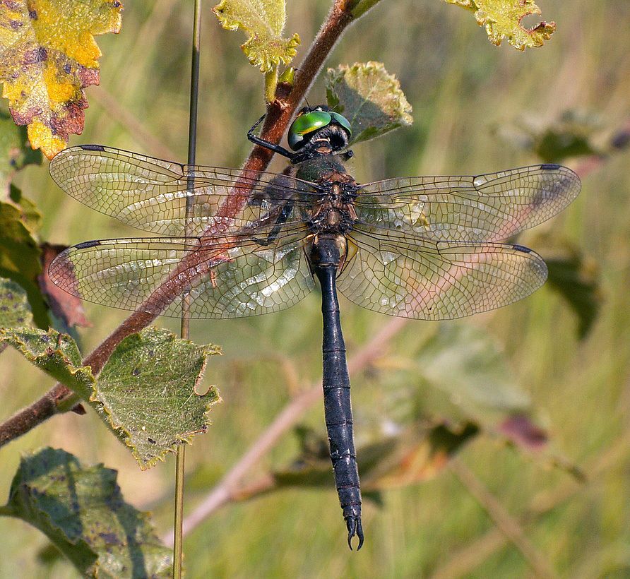 Northern Emerald