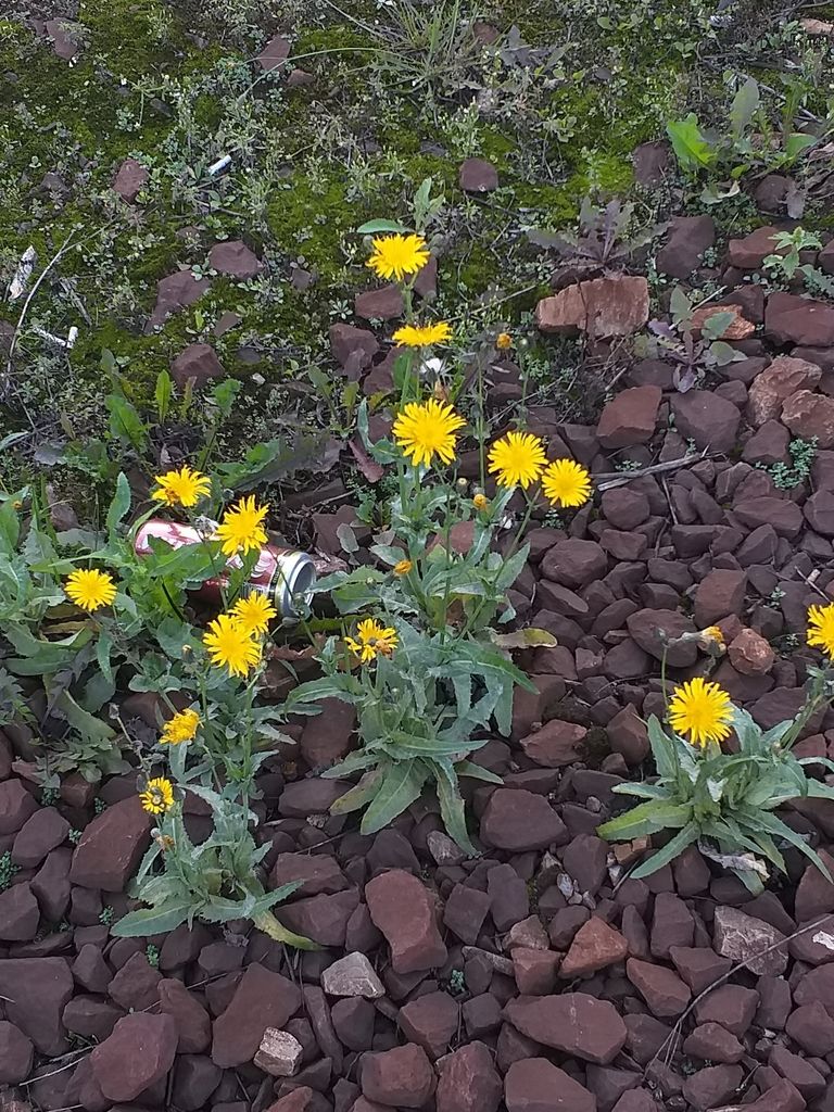 Perennial Sow-thistle