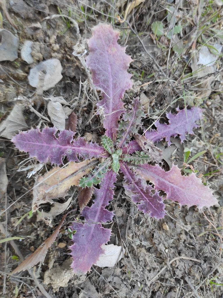 Prickly Sow-thistle