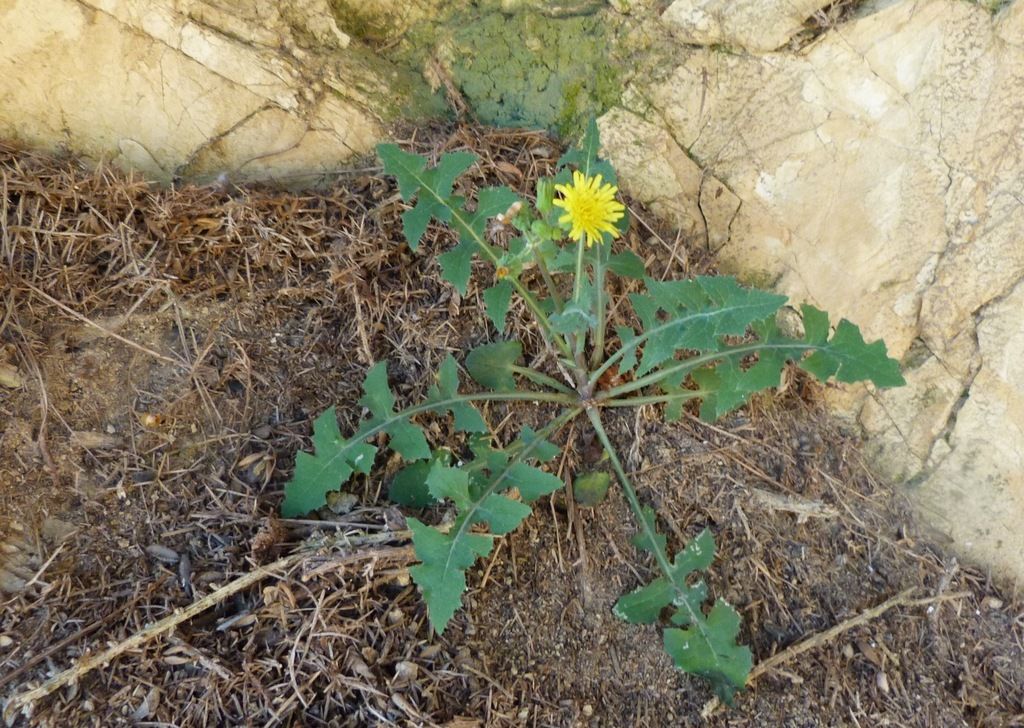 Smooth Sow-thistle