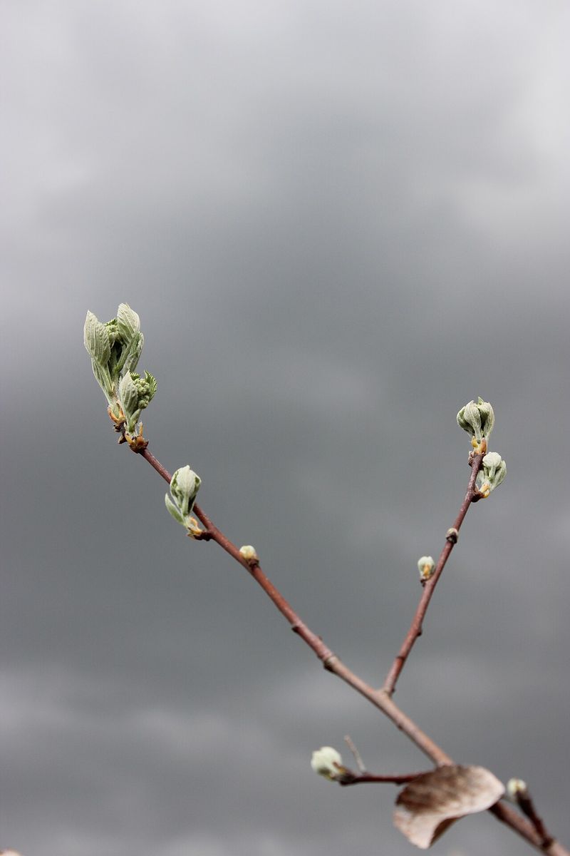Common Whitebeam