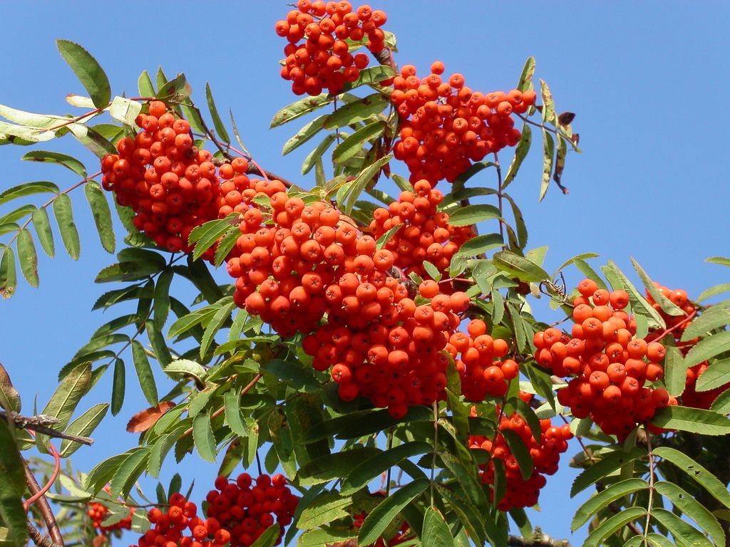 Rowan
