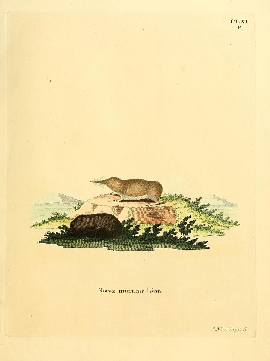 Pygmy Shrew