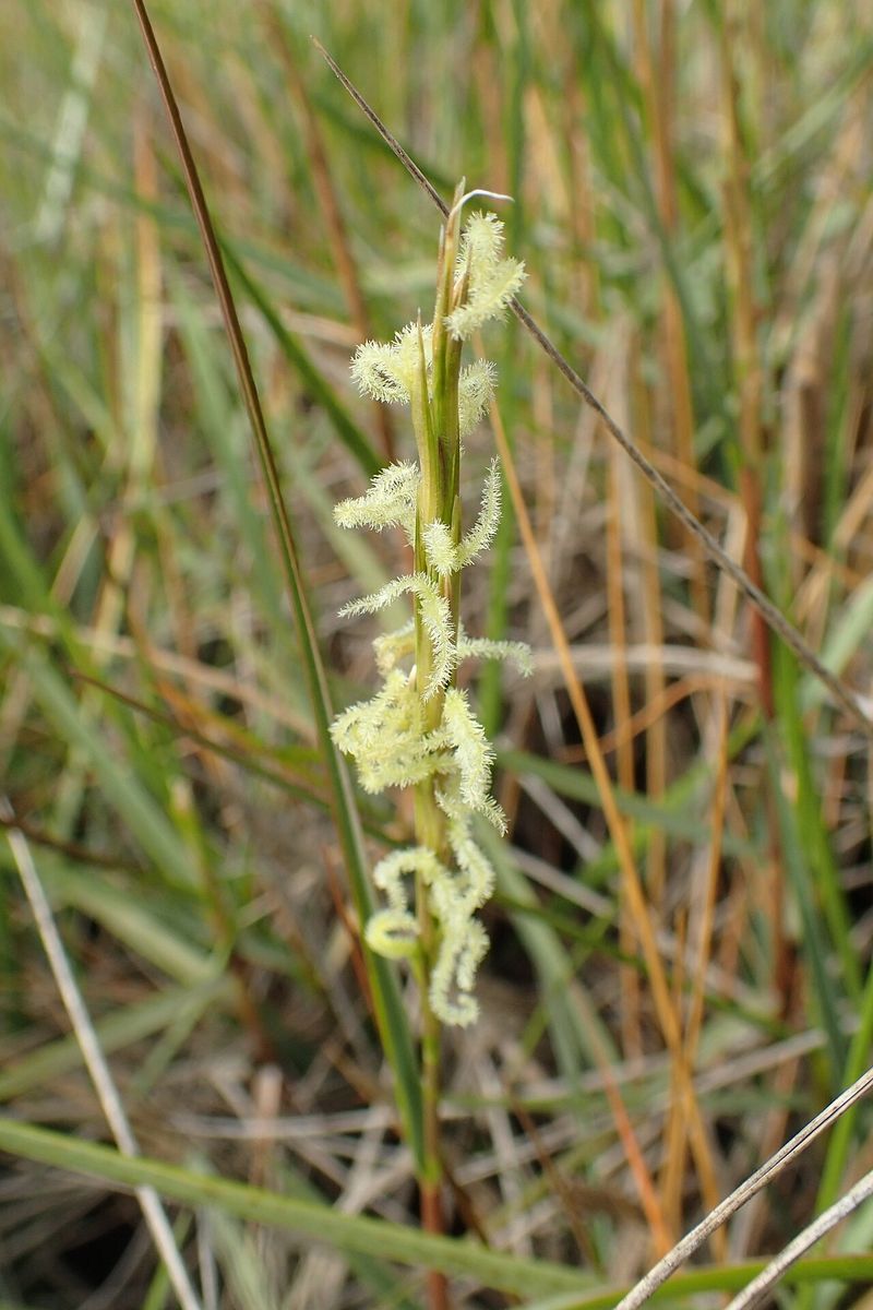 Common Cord-grass