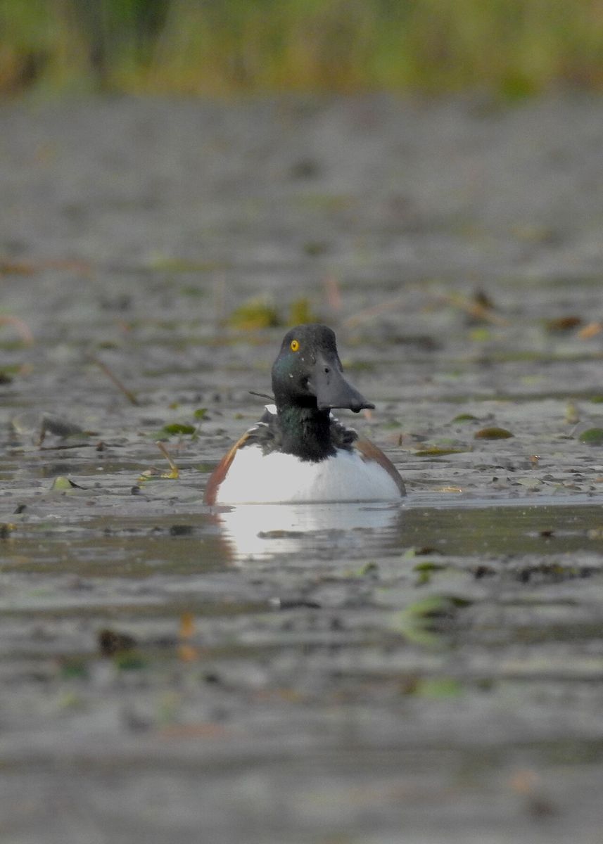 Northern Shoveler