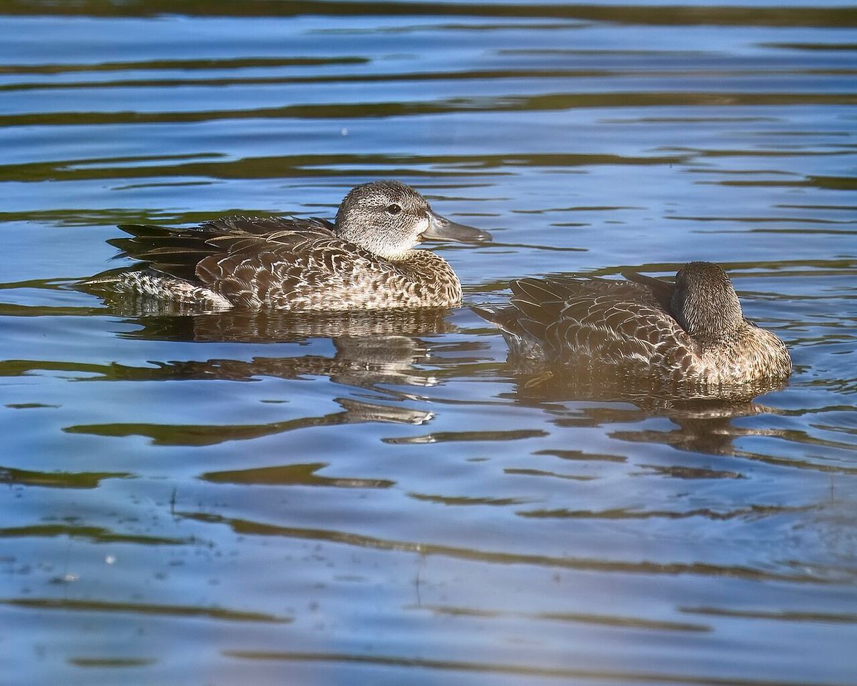 Blue-winged Teal