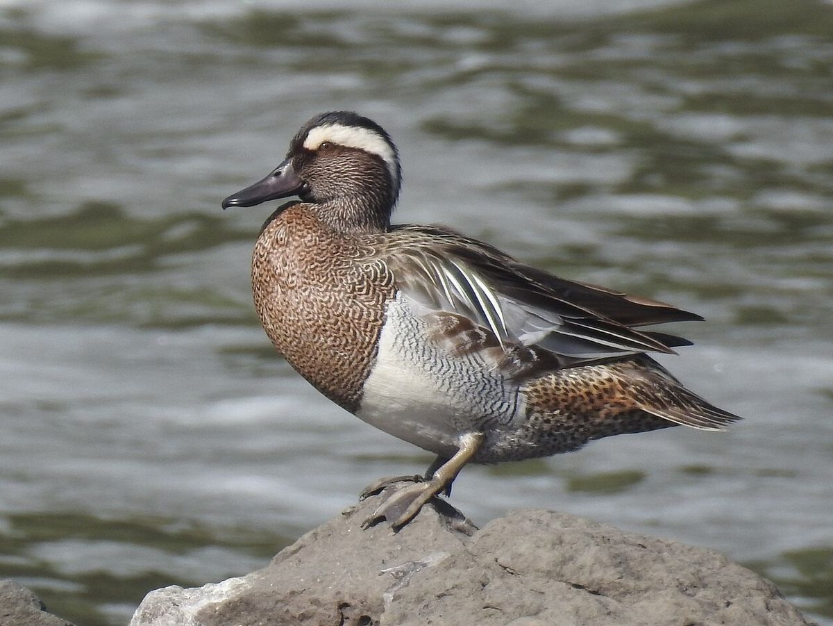 Garganey