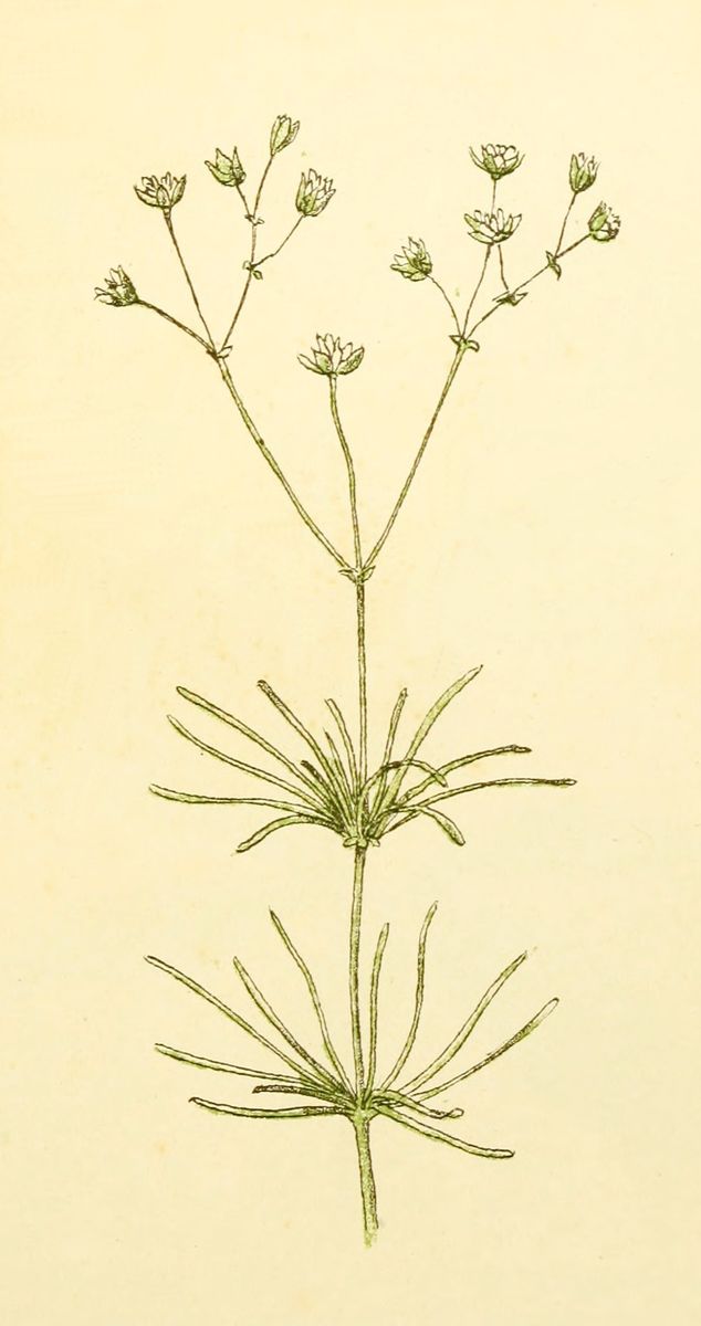 Corn Spurrey