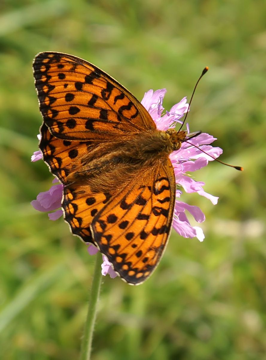 Dark Green Fritillary