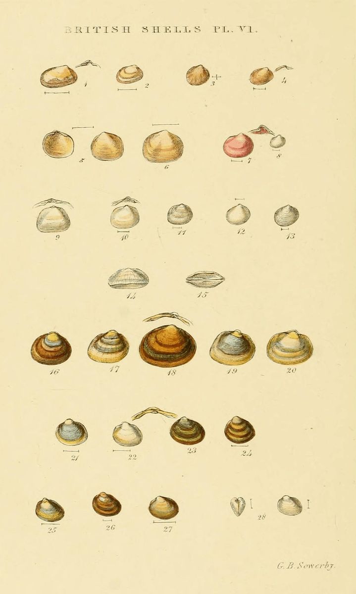 Lake Orb Mussel