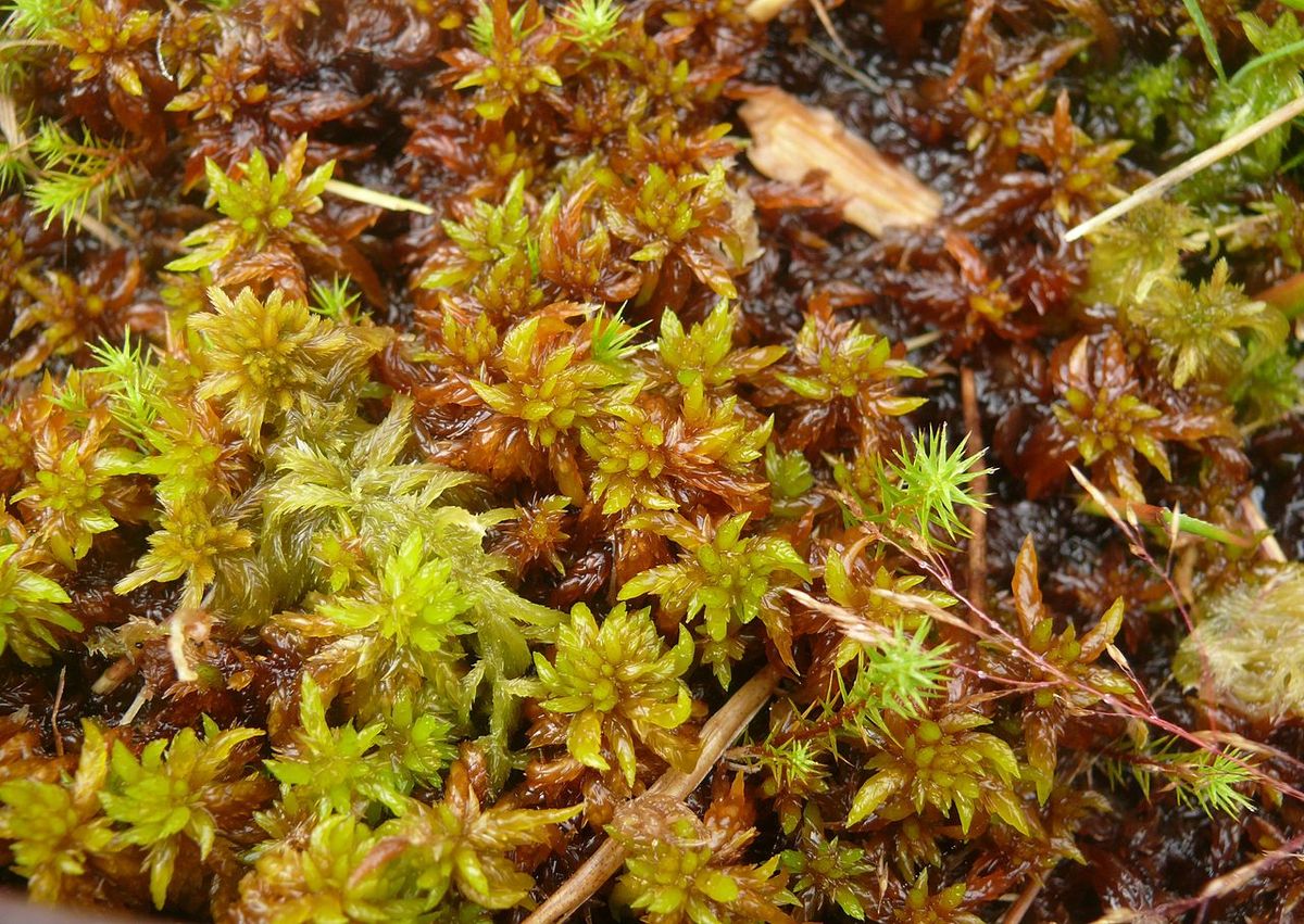 Cow-horn Bog-moss