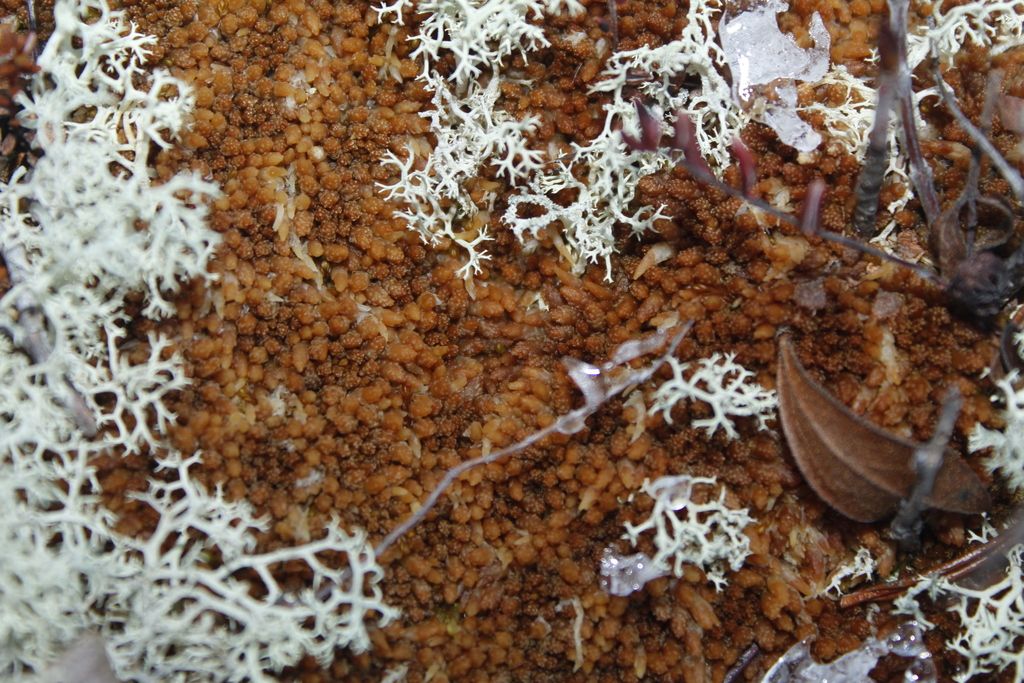 Austin's Bog-moss