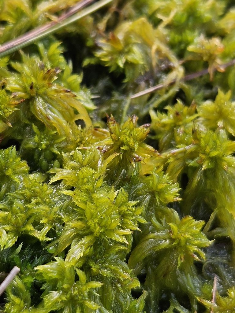 Feathery Bog-moss