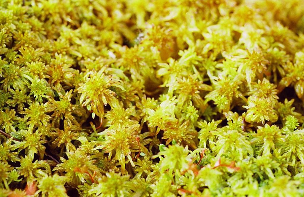 Flat-topped Bog-moss