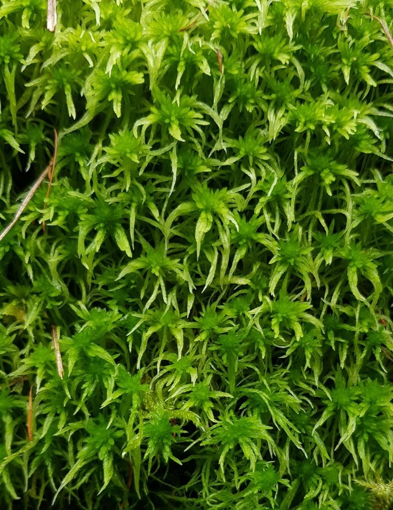 Fringed Bog-moss