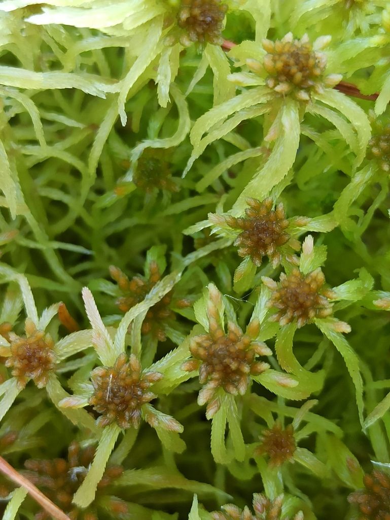 Flexuous Bog-moss
