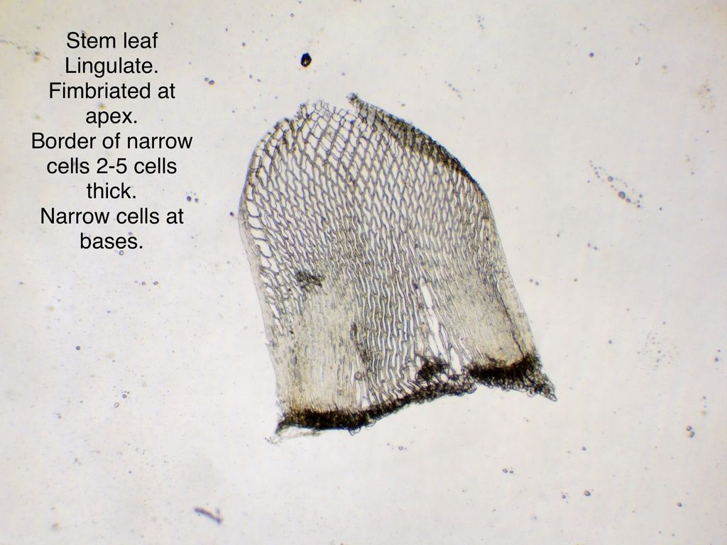 Girgensohn's Bog-moss