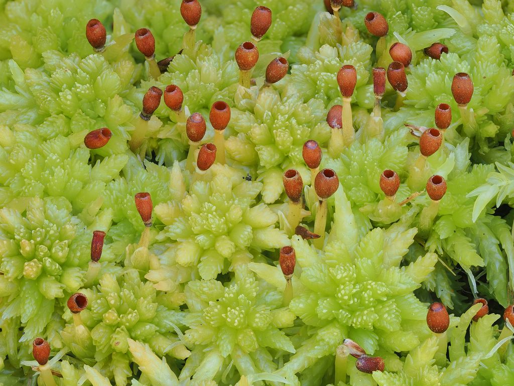 Blunt-leaved Bog-moss